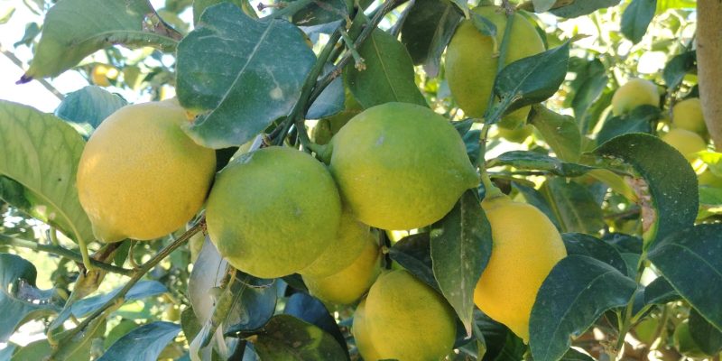 ASAJA afirma que se estanca la venta de limones en plena campaña