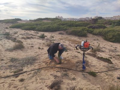 Torrevieja avanza en la restauración del Paraje Natural Municipal del Molino del Agua