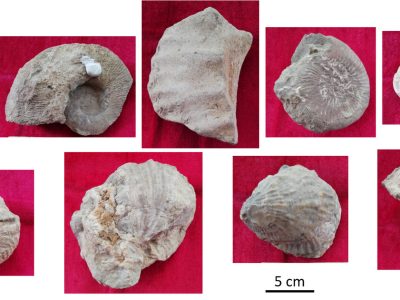 El Museo de Historia Natural de Torrevieja recibe una donación de fósiles de Daniel Jiménez