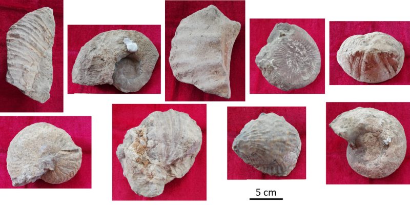 El Museo de Historia Natural de Torrevieja recibe una donación de fósiles de Daniel Jiménez