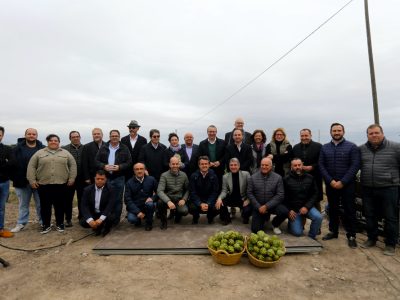 El cultivo de la alcachofa en la Vega Baja ve frenada su evolución