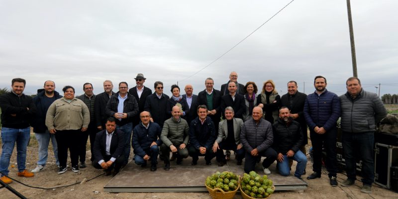 El cultivo de la alcachofa en la Vega Baja ve frenada su evolución