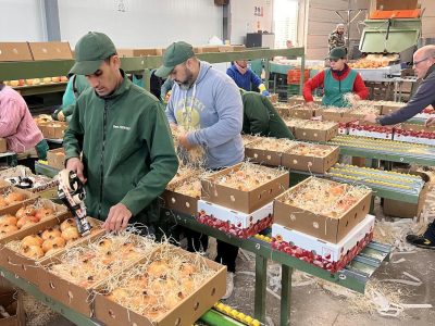 Envían 250 cajas gratuitas de granada mollar a personas de la Comunitat que viven fuera