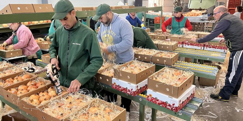 Envían 250 cajas gratuitas de granada mollar a personas de la Comunitat que viven fuera