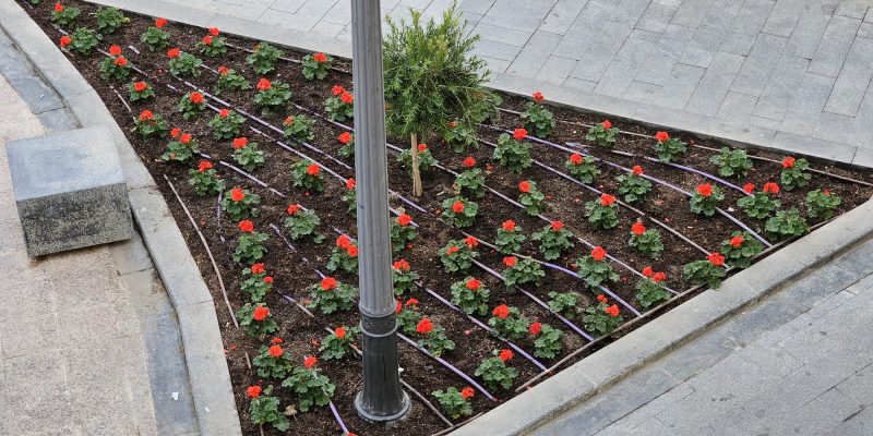 Orihuela adorna los espacios públicos con plantas navideñas