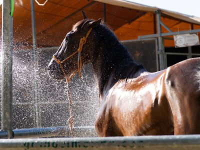 Dolores lleva a FITUR, la feria de ganado, la alcachofa, el turismo ornitológico y la gastronomía