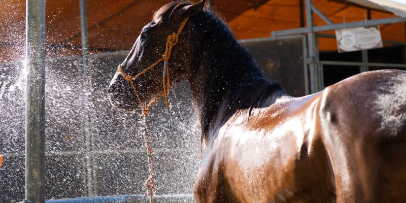 Dolores lleva a FITUR, la feria de ganado, la alcachofa, el turismo ornitológico y la gastronomía