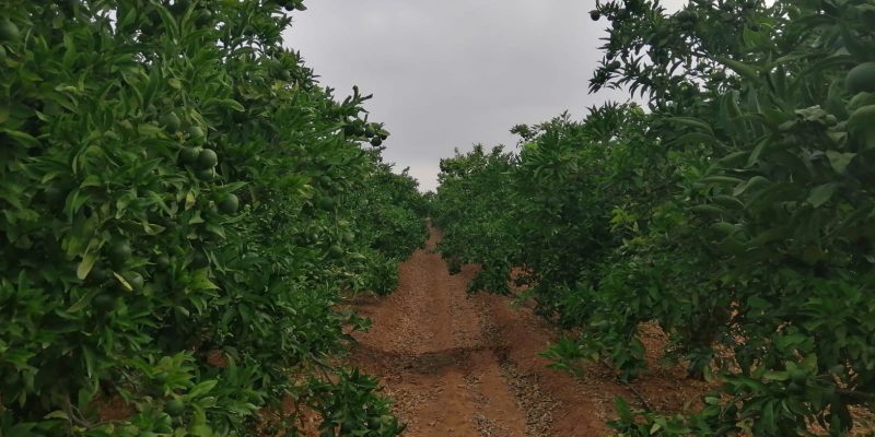 La Unió lamenta la pérdida de cultivos en la Comunidad Valenciana