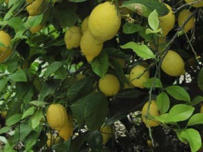 La Unió cuantifica las pérdidas para los productores del limón en más de 26 millones
