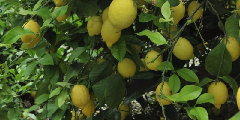 La Unió cuantifica las pérdidas para los productores del limón en más de 26 millones
