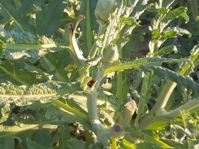 Denuncian una oleada de robos de alcachofas en la Vega Baja