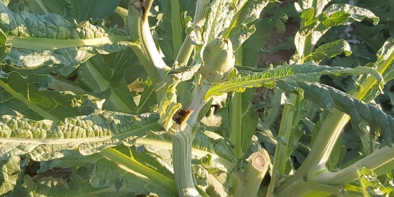 Denuncian una oleada de robos de alcachofas en la Vega Baja