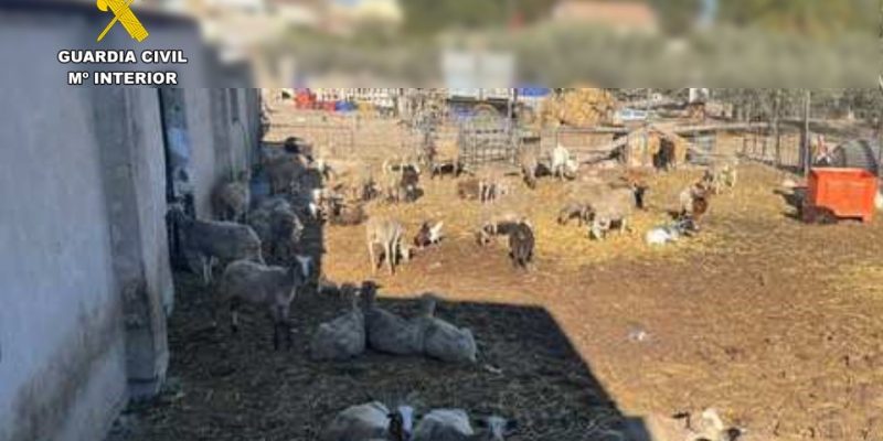 La Guardia Civil localiza una explotación ganadera ilegal en la Vega Baja