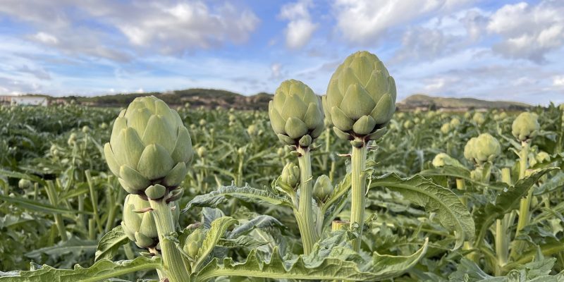 Almoradí acoge una jornada técnica de las últimas investigaciones sobre la alcachofa