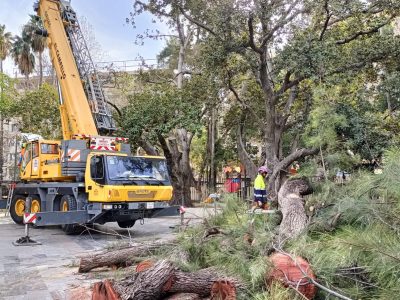 Orihuela procede a la tala de casuarinas en la Glorieta ante riesgo de caída