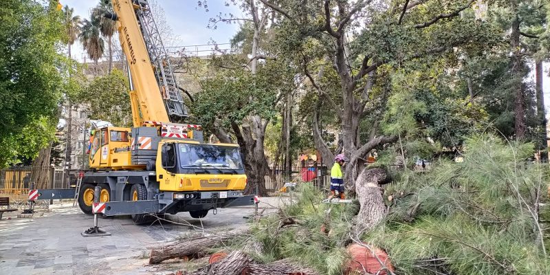 Orihuela procede a la tala de casuarinas en la Glorieta ante riesgo de caída