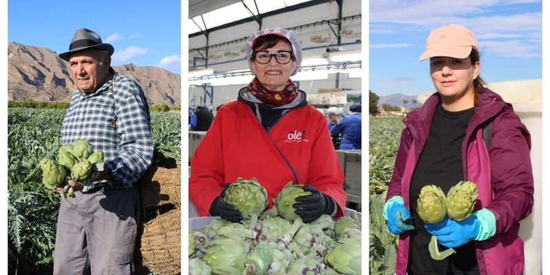 La alcachofa de la Vega Baja lanza "Historias con corazón"