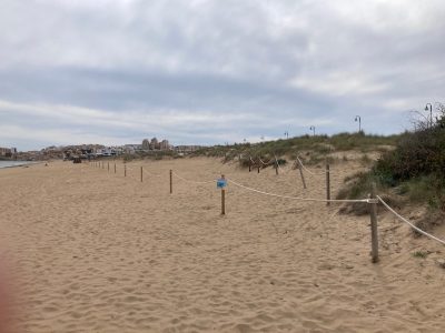 Comienza la campaña de protección del Chorlitejo Patinegro en La Mata