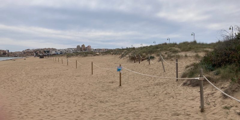 Comienza la campaña de protección del Chorlitejo Patinegro en La Mata