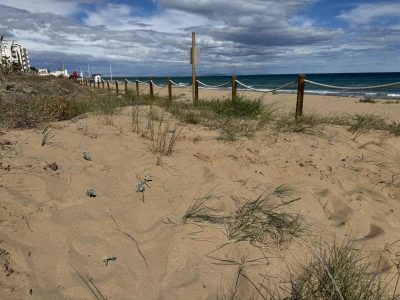 Torrevieja recupera sus dunas con la plantación de especies amenazadas