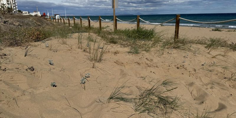 Torrevieja recupera sus dunas con la plantación de especies amenazadas