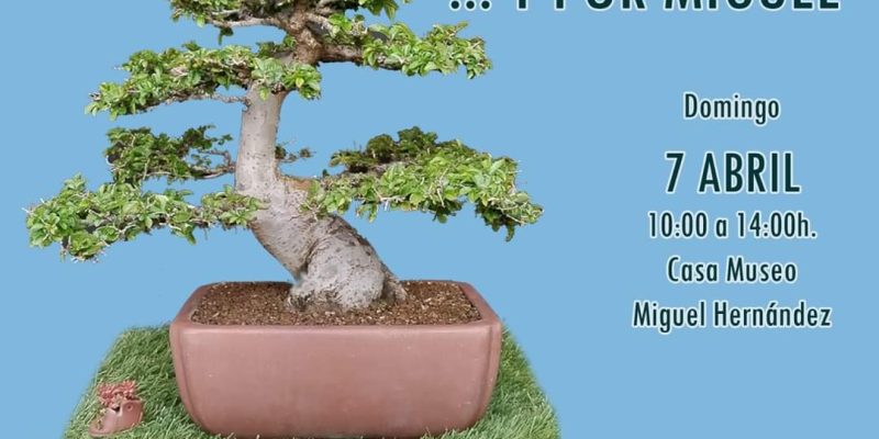 La Casa Museo de Miguel Hernández en Orihuela acogerá una exposición de bonsais