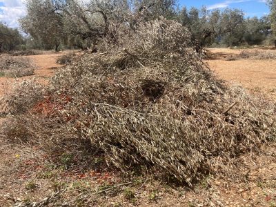 LA UNIÓ pide poder quemar restos agrícolas en parcelas a más de 100 metros de terrenos forestales