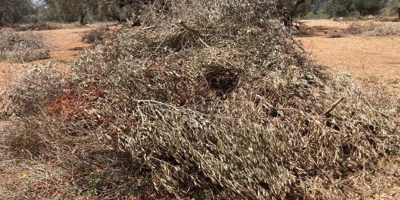 LA UNIÓ pide poder quemar restos agrícolas en parcelas a más de 100 metros de terrenos forestales