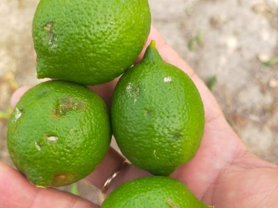 ASAJA pide una orden de módulos más justa para los agricultores alicantinos