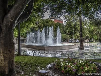 Cambiemos Orihuela pide un catálogo de árboles monumentales y singulares
