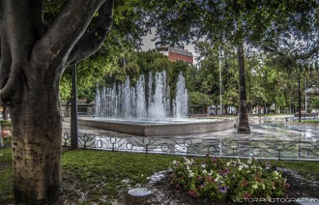 Cambiemos Orihuela pide un catálogo de árboles monumentales y singulares
