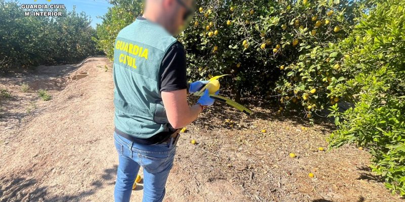 Desmantelan una red de estafas en la compra venta de limones con perjudicados en la Vega Baja