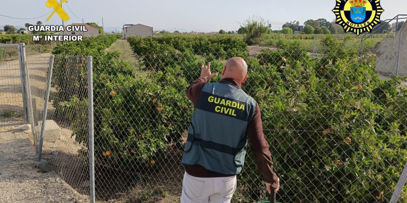 Investigan a dos personas que trataron de robar 250 kilos de cítricos en Rojales