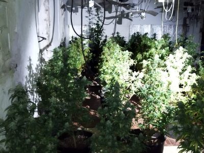 Detienen en Orihuela a un hombre por su vinculación con una plantación de marihuana