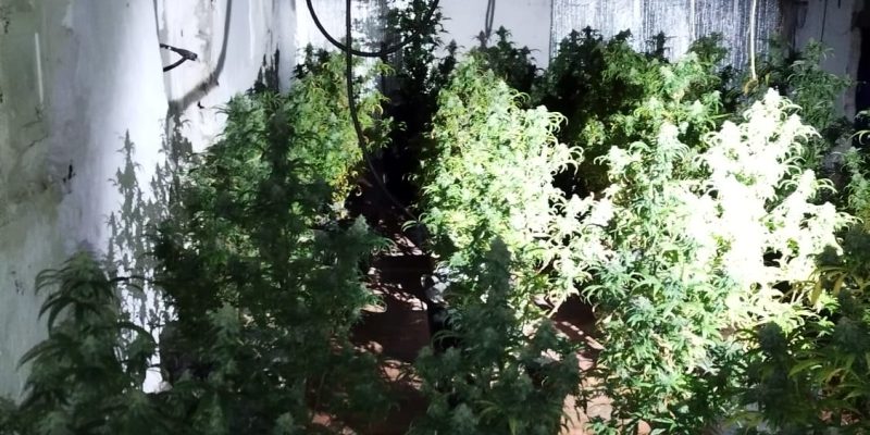 Detienen en Orihuela a un hombre por su vinculación con una plantación de marihuana
