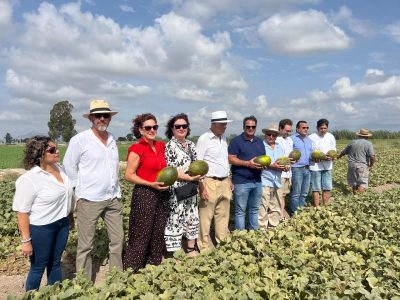 Dolores abre la temporada de recolección del melón