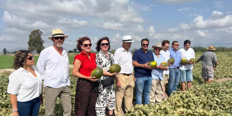 Dolores abre la temporada de recolección del melón