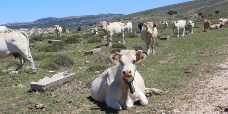 La Unió estima en más de un 60% el sobrecoste para los ganaderos por los efectos de la sequía