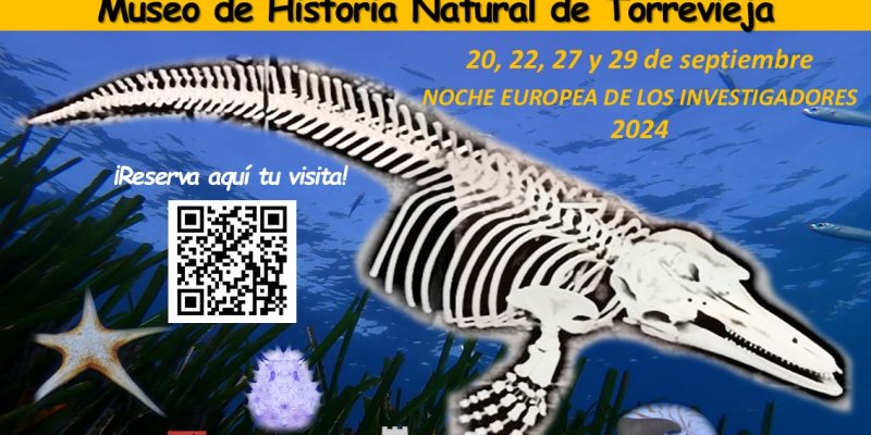 Vuelven a Torrevieja las visitas guiadas y talleres del cerebro en el Museo de Historia Natural