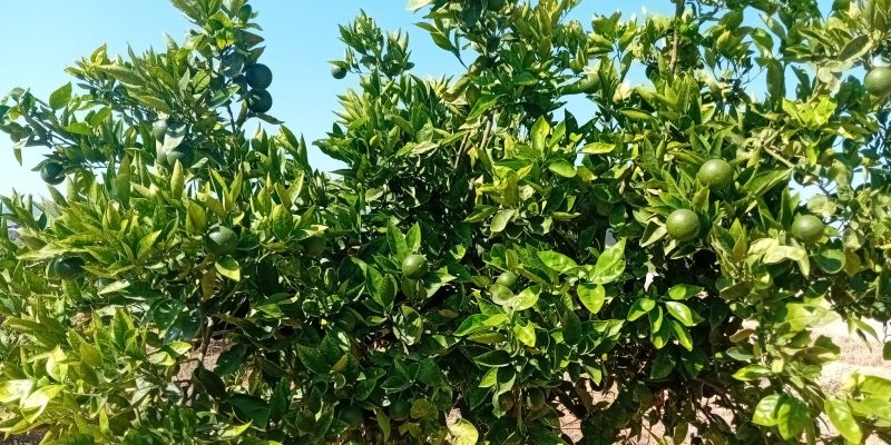 LA UNIÓ prevé un ligero aumento de la cosecha de cítricos