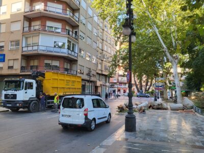 El Ayuntamiento de Orihuela procedió a retirar el árbol desplomado en la Glorieta