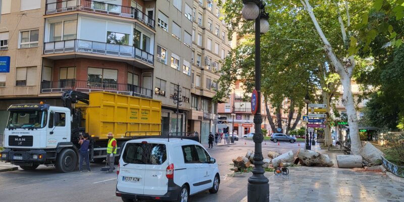 El Ayuntamiento de Orihuela procedió a retirar el árbol desplomado en la Glorieta