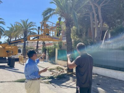 Orihuela inicia la poda y tala de palmeras en Cabo Roig tras la caída de varios ejemplares