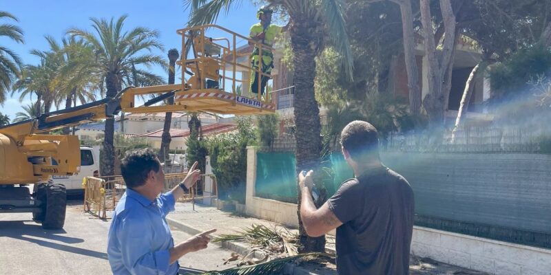 Orihuela inicia la poda y tala de palmeras en Cabo Roig tras la caída de varios ejemplares