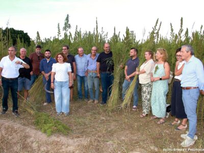 Callosa de Segura acoge la tradicional siega cultural del cáñamo industrial