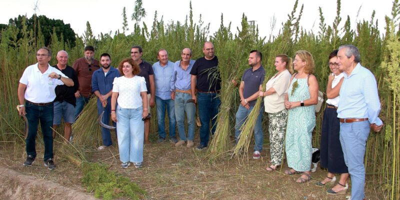 Callosa de Segura acoge la tradicional siega cultural del cáñamo industrial