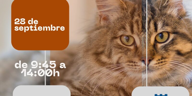 Torrevieja organiza una jornada de formación de alimentación de colonias felinas