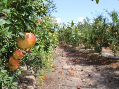 Una plaga de trips merma la producción de la Granada Mollar