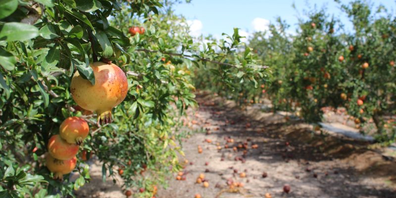 Una plaga de trips merma la producción de la Granada Mollar