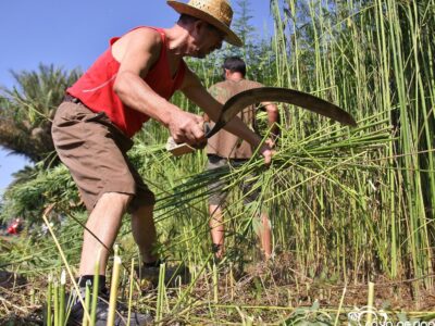 Callosa de Segura acoge el I Congreso Nacional del Cáñamo el 29 de octubre